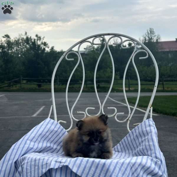 Edward, Pomeranian Puppy